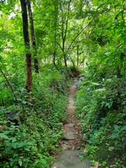 Beautiful and natural village path