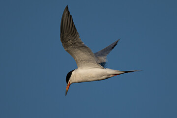Fototapeta na wymiar Forster's tern about to dive into the San Francisco Bay