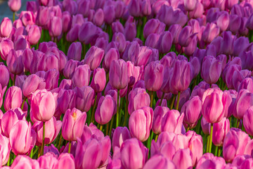 Obraz premium Violet tulip flowers