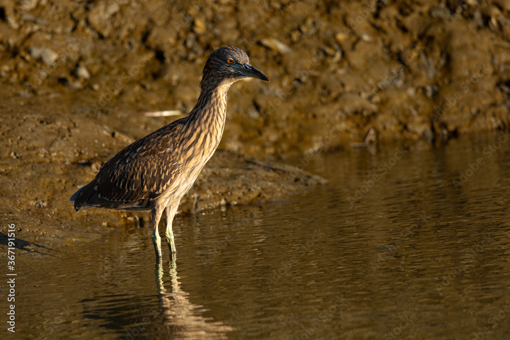 Poster Very young black-crowned night heron in beautiful light , seen in the wild in North California