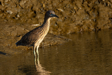 Very young black-crowned night heron in beautiful light , seen in the wild in North California