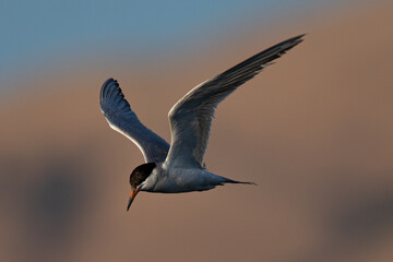 Forster's tern about to dive into the San Francisco Bay