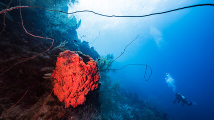 Seascape with drop off in coral reef of Caribbean Sea / Curacao with fish, coral, sponge and diver in background
