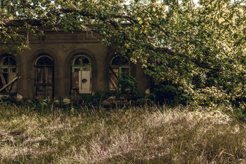 Abandoned manor in an old forest. Broken horses through dry tree branches.