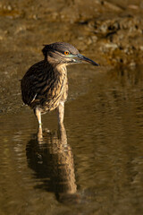 Very young black-crowned night heron in beautiful light , seen in the wild in North California