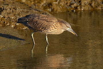 Very young black-crowned night heron in beautiful light , seen in the wild in North California