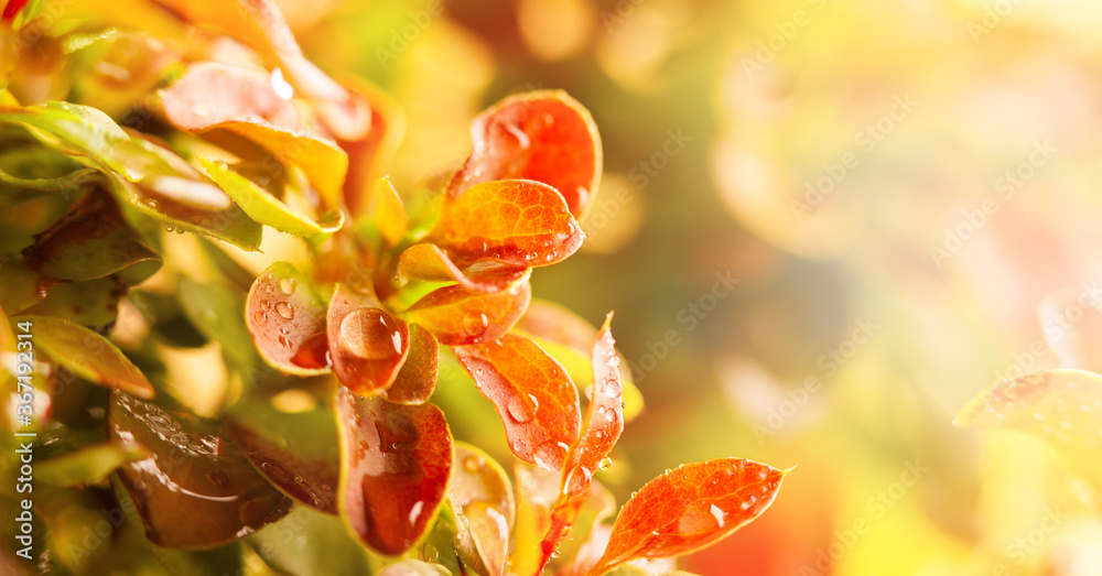 Wall mural Beautiful natural background with autumn leaves with drops of water in sunlights. Concept of fall season. Soft focus, macro