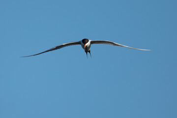 Forster's tern about to dive into the San Francisco Bay