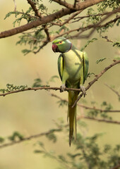 Rose-ringed parakeet, Ranthambore Tiger Reserve