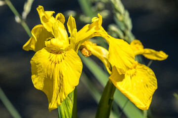 Yellow Flag Iris, Paleyellow Iris, Yellow Iris, Water Flag (Iris pseudacorus )