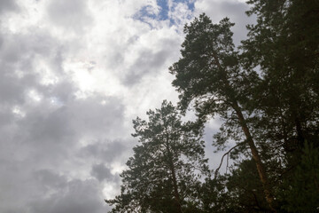 tall trees against the background of the sky and clouds