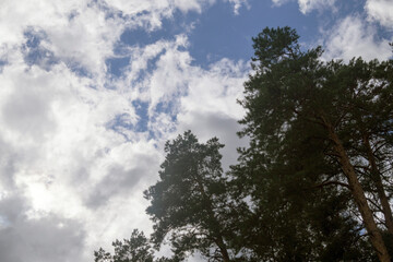 tall trees against the background of the sky and clouds
