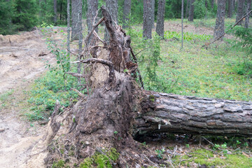 tree fell in the forest. tree roots