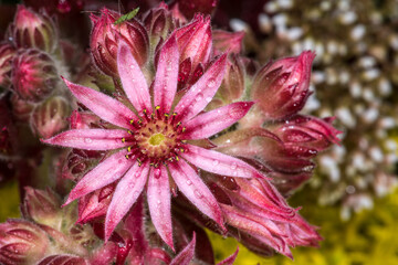 Flowering Cobweb Houseleek (Sempervivum spec.)