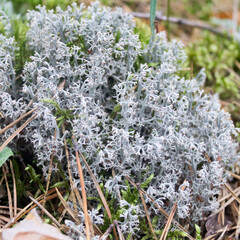 swallow moss in the forest. cladonia