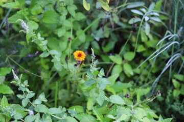 ladybird on a yellow flower