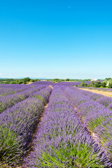 Obraz na płótnie Canvas Lavender fields at Plateau de Valensole, Provence, southern France
