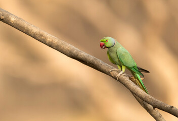 Rose-ringed parakeet perched on a tree, Ranthambore Tiger Reserve