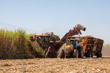 Sugarcane harvest - harvester activating in sugarcane plantation - sugar and ethanol industry.