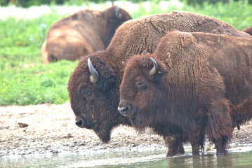 American Bison AKA Buffalo