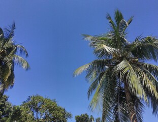 View of natural green trees and blue sky at noon
