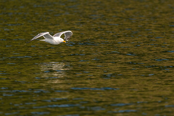 Möwe fliegend knapp über Wasser