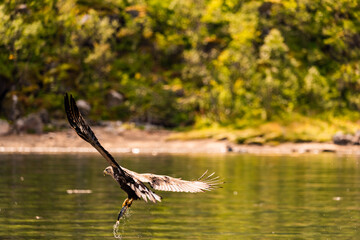 Fliegender Seeadler mit Beute in den Krallen