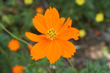 ORANGE FLOWER 