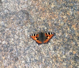butterfly on stone, nässelfjäril, aglais urticae, Gräsö, Sweden 