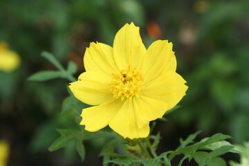 yellow flower 