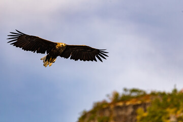 Fliegender Seeadler der in die Kamera schaut