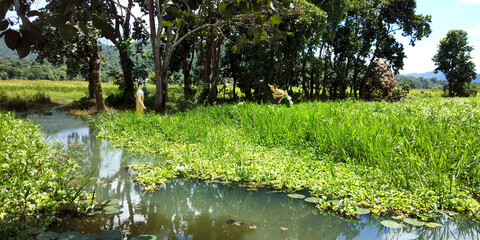 heron in the forest