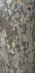 military camouflage background, tree
