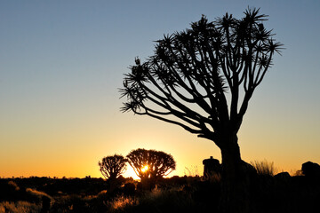 Quivertrees (kokerbooms) at sunrise, Namibia