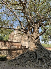 Banian du parc historique de Sukhothaï, Thaïlande