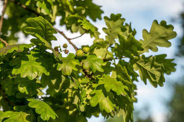 Eichenblätter mit Eicheln