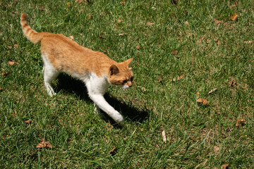 cat in the grass
