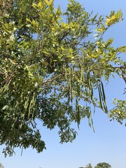 Arbre haricots à Sukhothaï, Thaïlande	