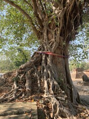 Banian sacré à Sukhothaï, Thaïlande	