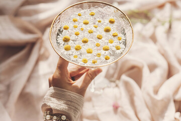 Hand with jewelry holding stylish wineglass with daisy flowers in water on background of soft beige fabric. Tender floral aesthetic. Creative summer image. Bohemian mood
