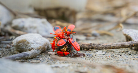 Macro photo of Asian firebugs (Pyrrhocoridae) sharing food. They are eating together a fruit falling in the ground in a forest