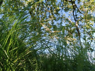 green grass and sky