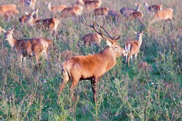 National Park Oostvaardersplassen with deer in mating season