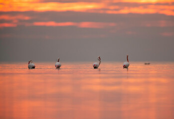 Beautifu sky and Greater Flamingos in the morning hours, Asker coast, Bahrain