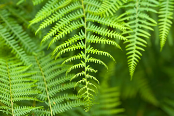 Green beautiful wild fern leaves