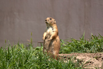 Prairie Dog of the Sand hills of Nebraska