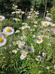daisies in the field