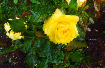 Yellow rose in the garden