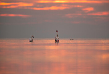 Greater Flamingo at Asker coast, Bahrain