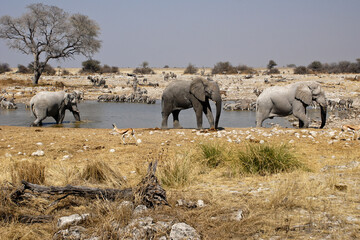 Elephant and other wildlife drinking at waterhole, Okaukuejo, Etosha National Park, Namibia - obrazy, fototapety, plakaty